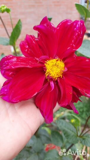 Георгины клубни многолетние