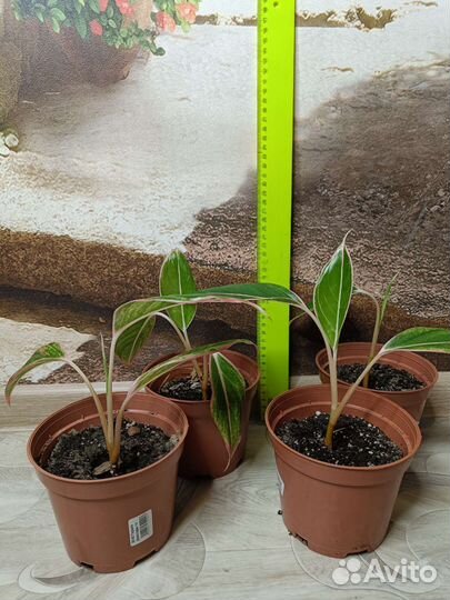 Аглаонема крит