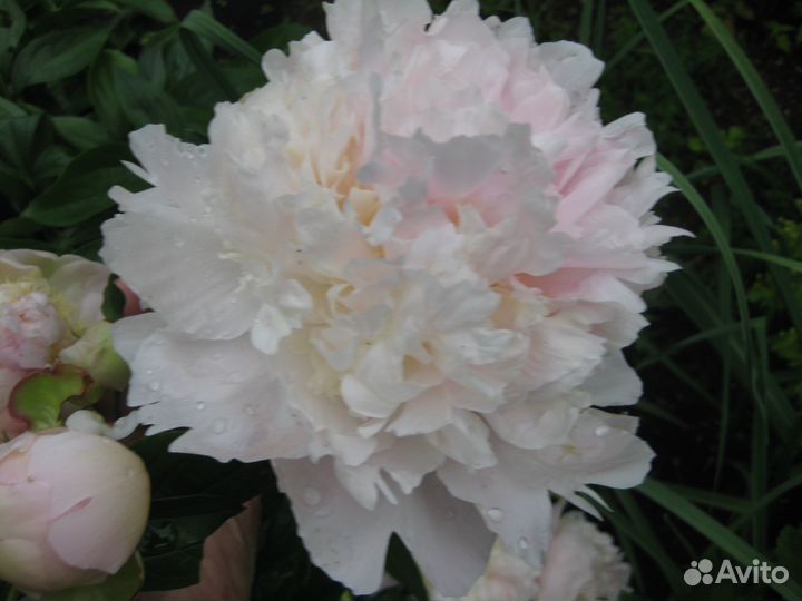 Сортовые пионы осень 2023