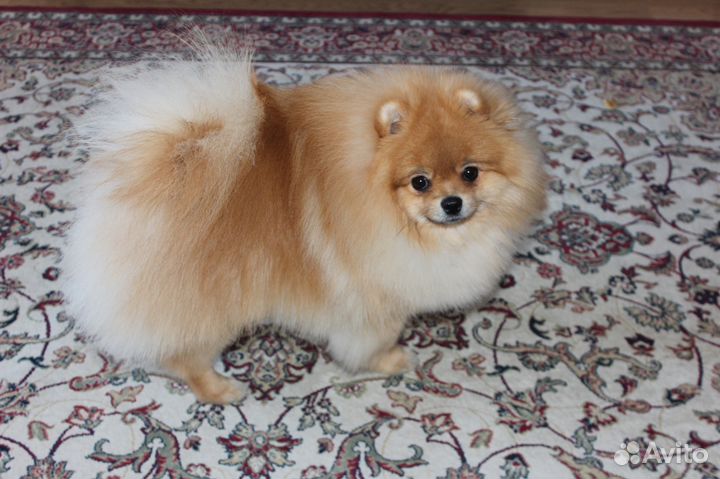 Вязка с инструктором