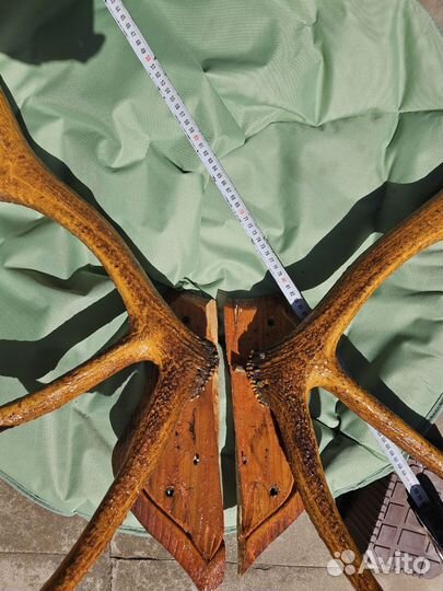 Рога оленя (марала)