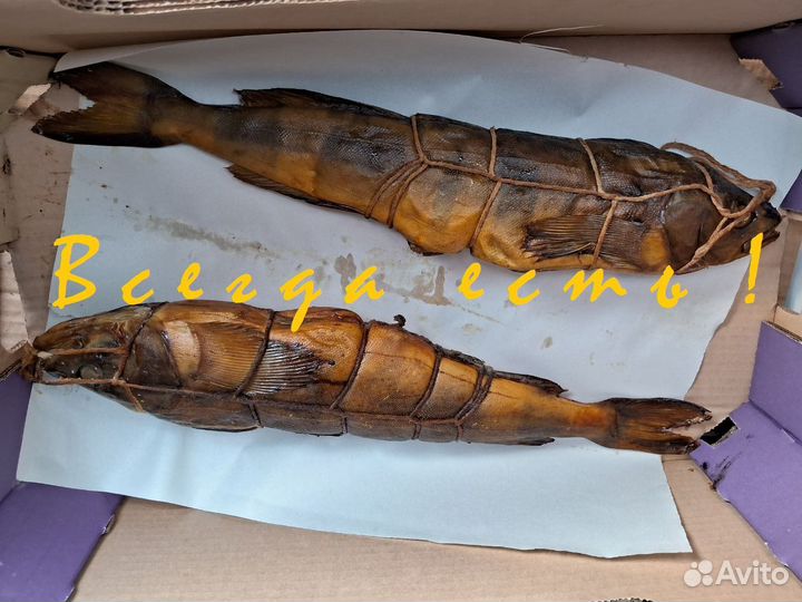 Терпуг горячего копчения с головой непотрошёный