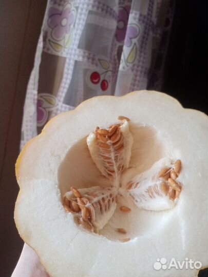 Семена дыни и арбуза