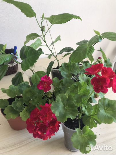 Гибискус китайская роза, герань