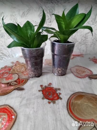 Продам цветы комнатные