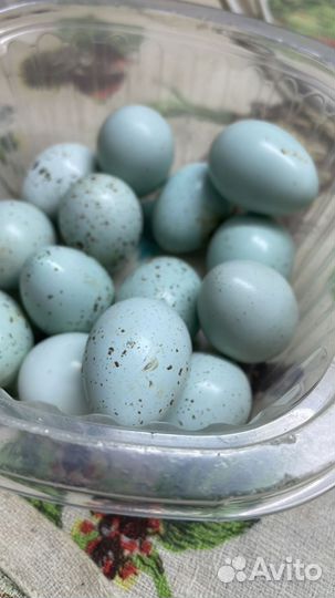 Инкубационное яйцо