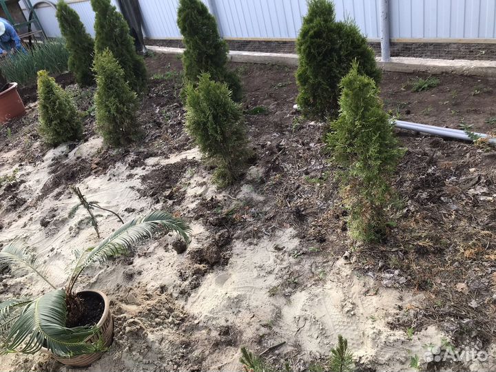 Туя смарагд