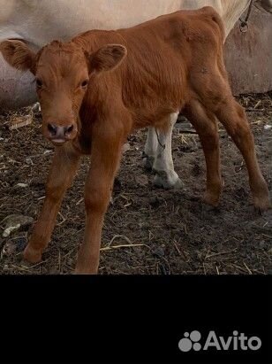Коровы телята