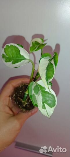 Ароидные 3. Отредактировано 16.06