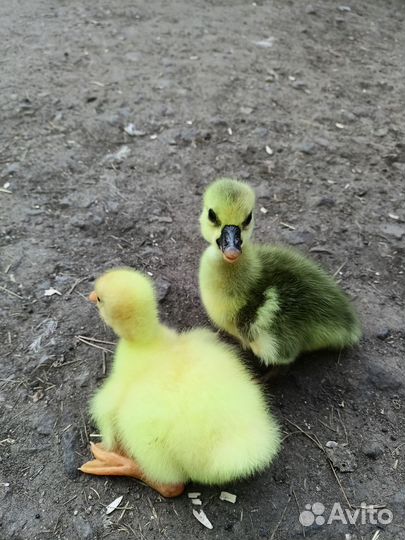 Гуси домашние