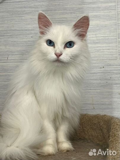 Кошка стерилизованая привитая пушишка