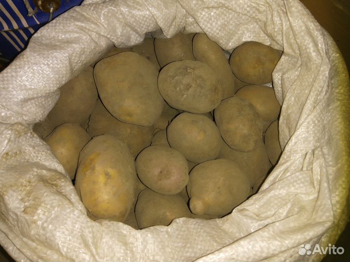 Картофель, выращен на даче, цена за мешок