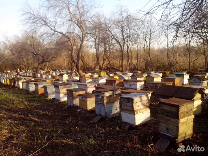 Пчелы вместе с ульями, 200 семей