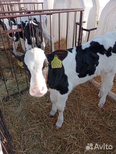 Телочки и бычки