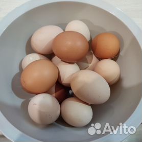 Продам куриные домашние яйца
