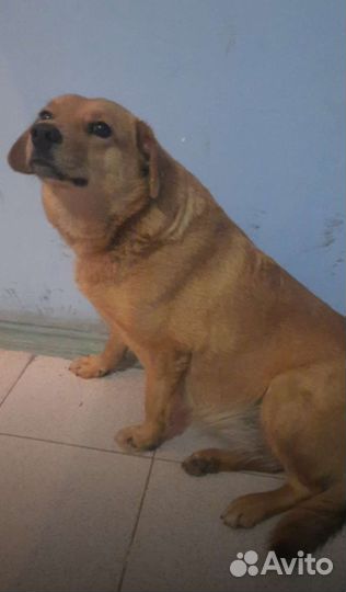 Где ты, мой хозяин