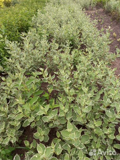 Декоративные кустарники