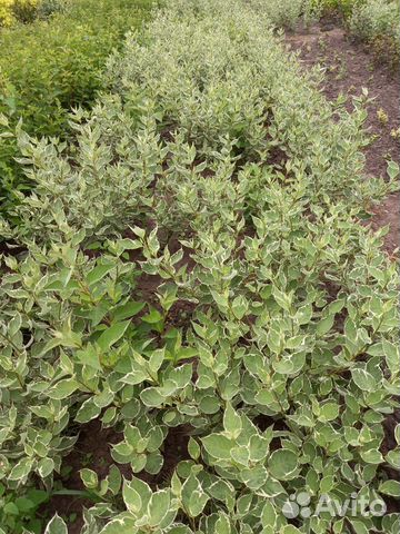 Декоративные кустарники