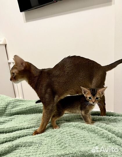 Абиссинские котята
