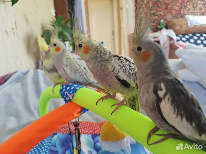 Попугай корелла