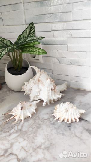 Набор ракушек
