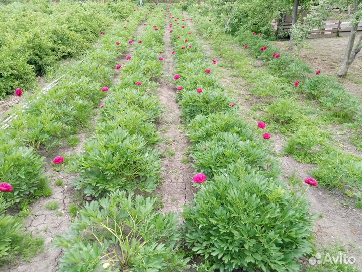 Пион Рубра Плена