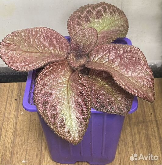 Эписции сортовые