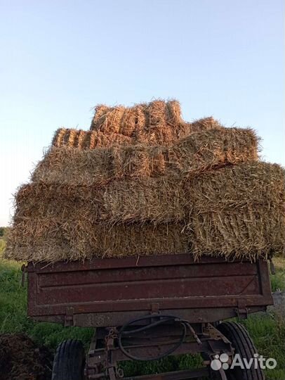 Солома (ячменная)