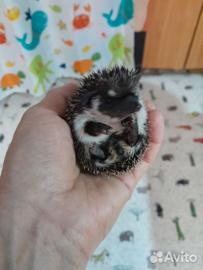 Африканский ежик