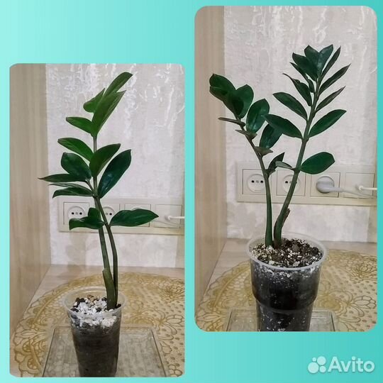 Замиокулькас