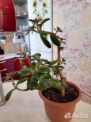 Денежное дерево толстянка крассула