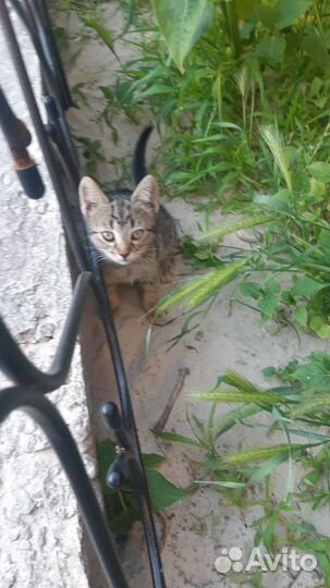 Котятки в добрые руки