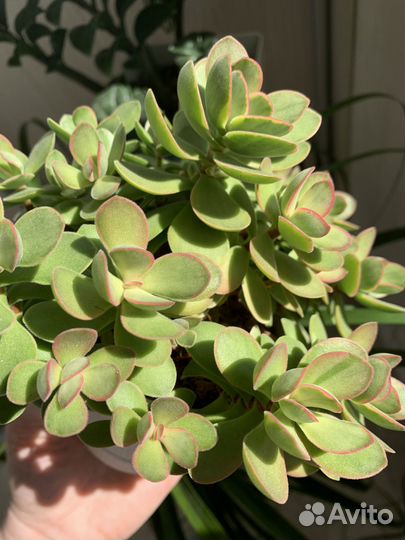 Суккуленты