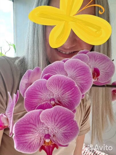Орхидеи фаленопсис