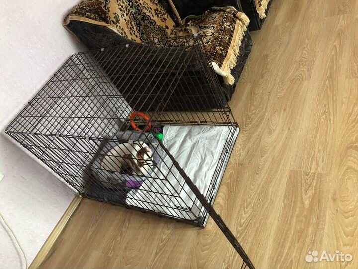 Клетки. вольеры для собак от производителя