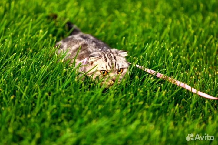 Рулонный газон Премиум от производителя