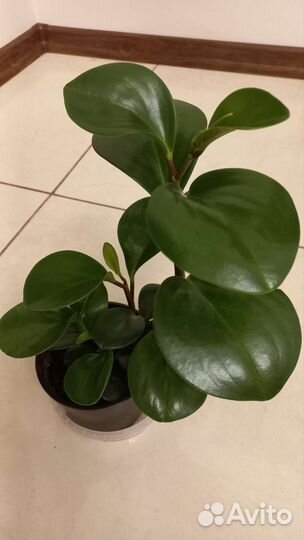 Комнатные растения