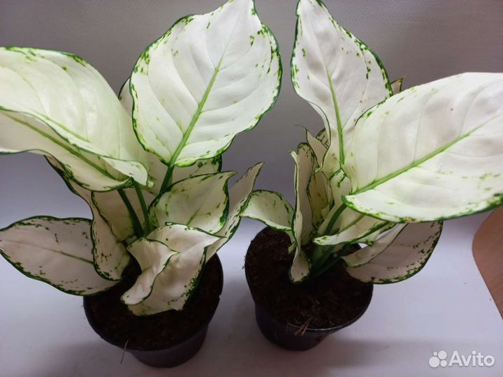 Аглаонема super white