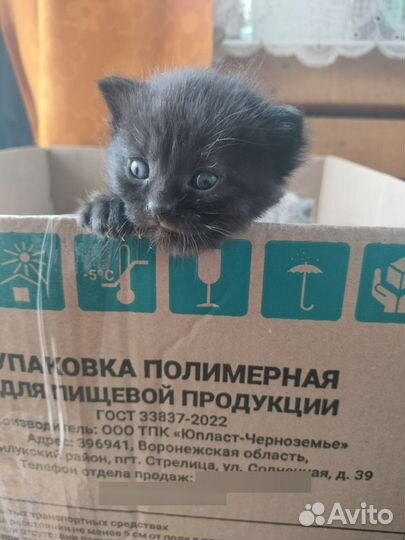 Котята