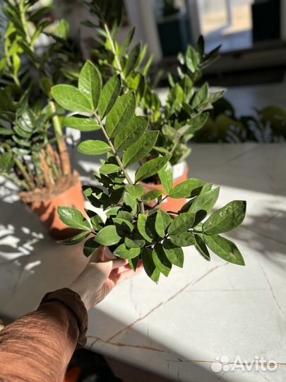 Суккуленты и кактусы, замиакулькас, алоэ