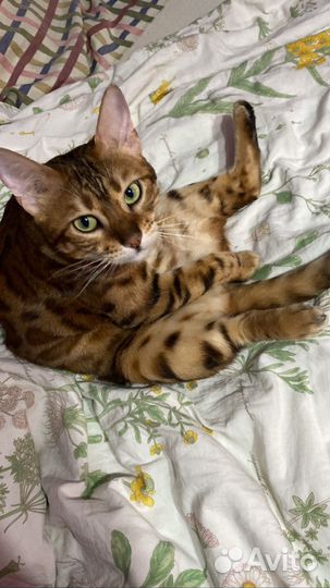 Бенгальская