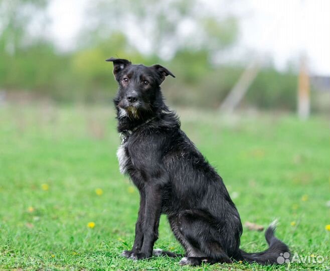 Молодой пёс ищет дом, в добрые руки