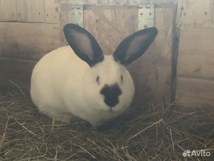 Кролики нзб, Калифорния