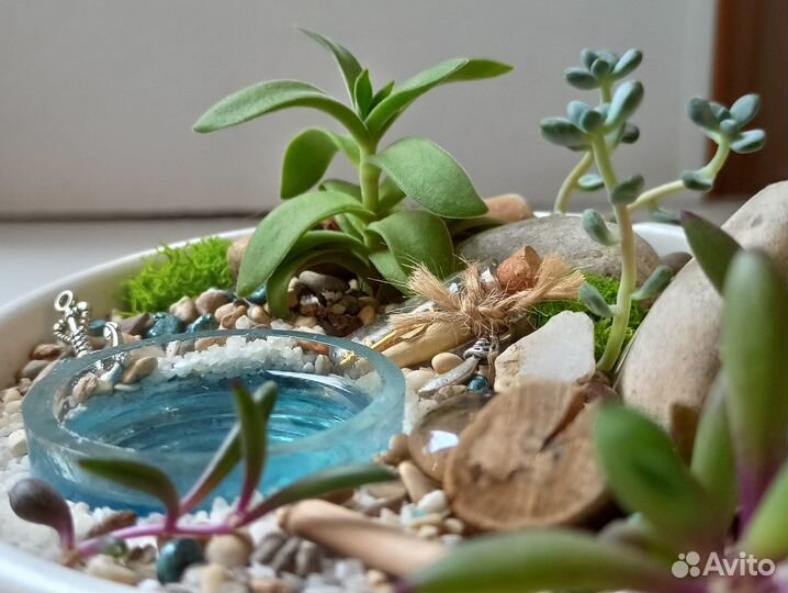 Композиция из суккулентов 