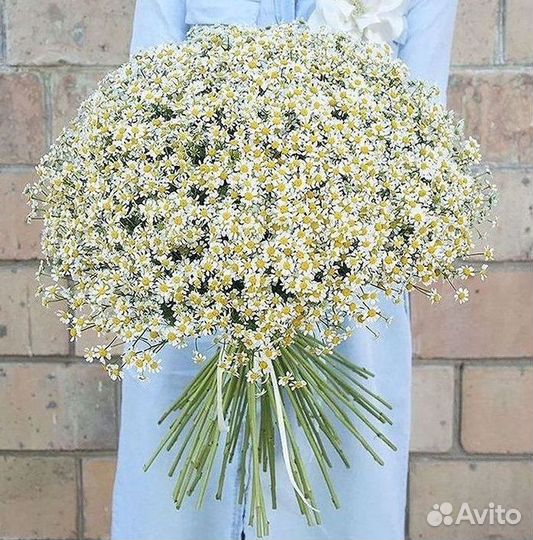Цветы ромашки. Букеты ромашек. Цветы доставка