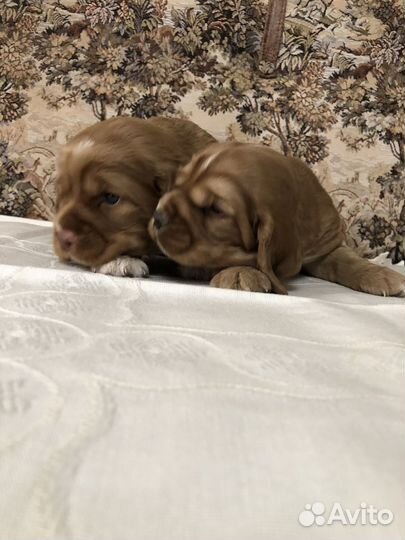 Кокер спаниель