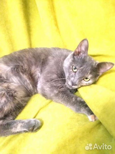 Кошки в добрые руки