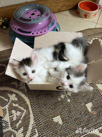 Котенок Тимурчик