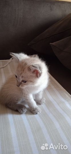 Сиамские котята