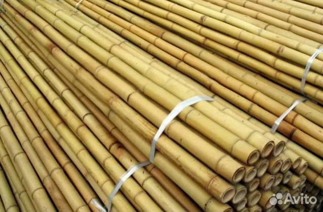 Бамбук ствол/стебель/ветка для декора до 310см